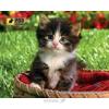 PODMЫSHKU Котик